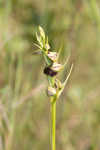 Giant orchid